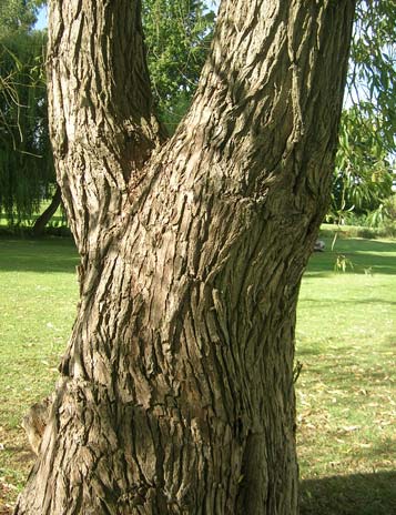 The white willows