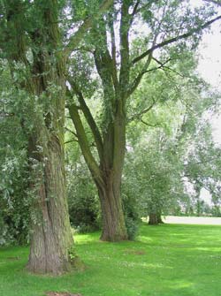 The white willows